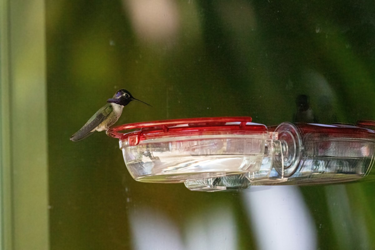 Costa's Hummingbird - ML339329121