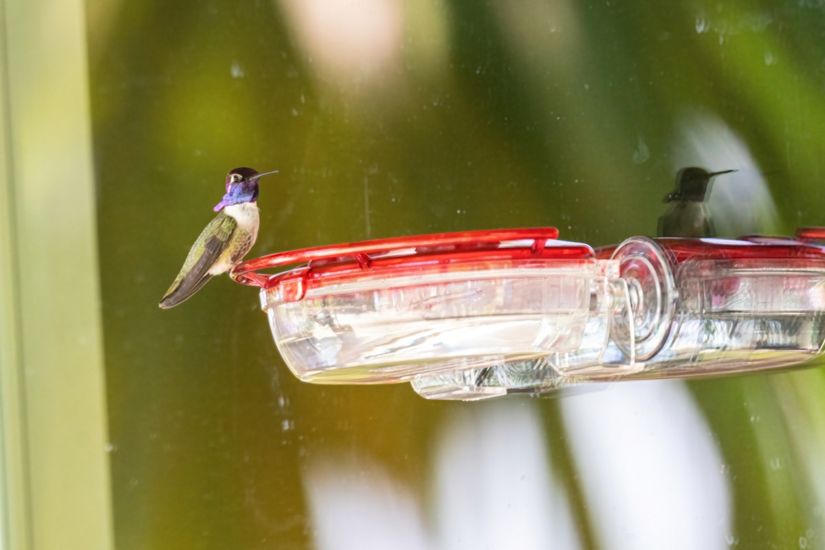 Costa's Hummingbird - ML339332121