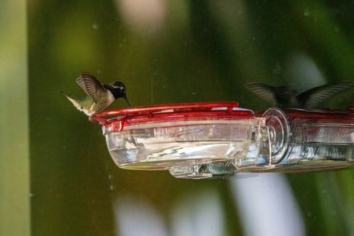 Costa's Hummingbird - ML339332761