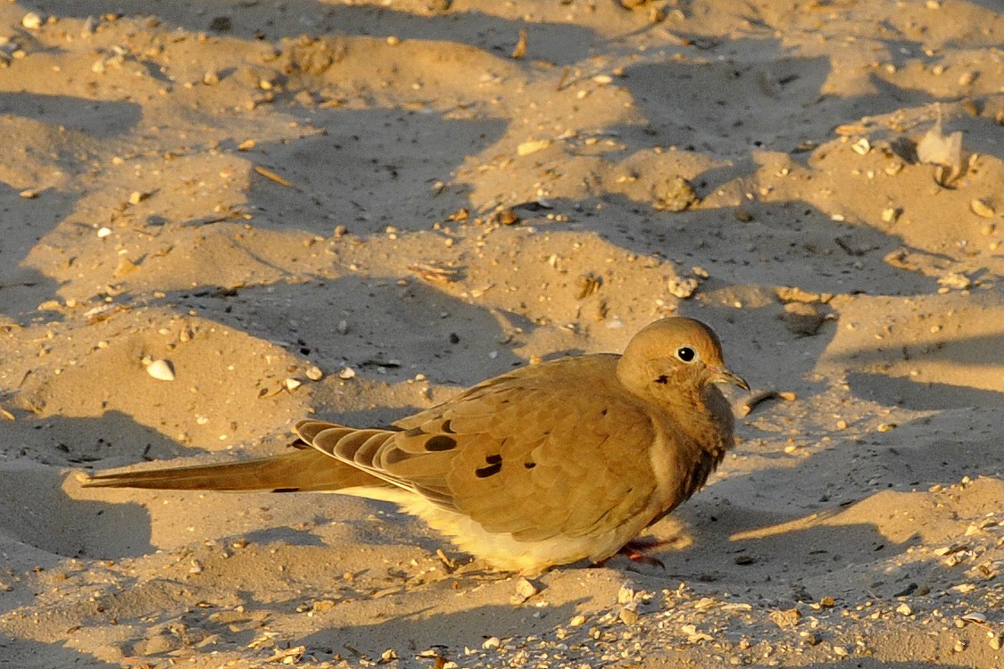 Mourning Dove - Mike Stewart