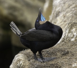 Brandt's Cormorant