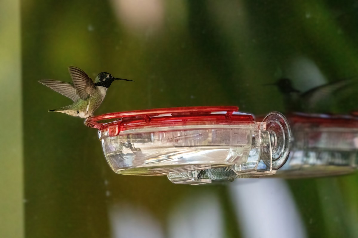 Costa's Hummingbird - ML339335271
