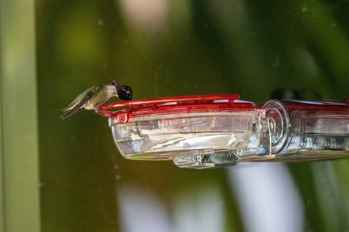 Costa's Hummingbird - ML339335411
