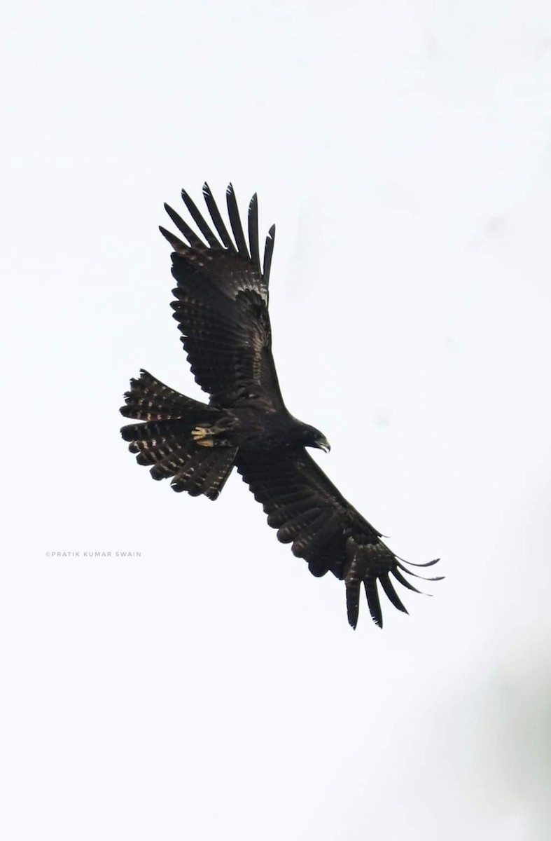 Black Eagle - ML339338191