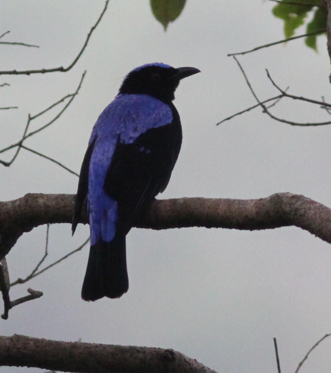 Asian Fairy-bluebird - ML33933831