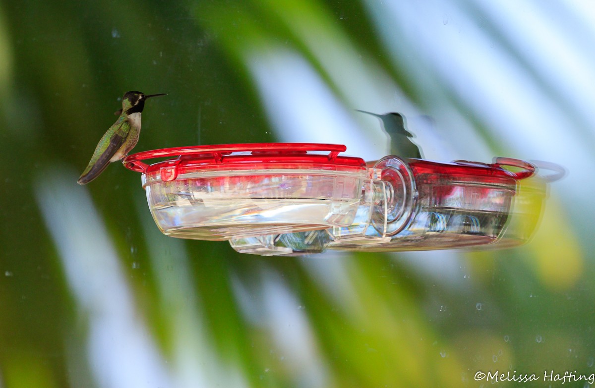 Costa's Hummingbird - ML339338831