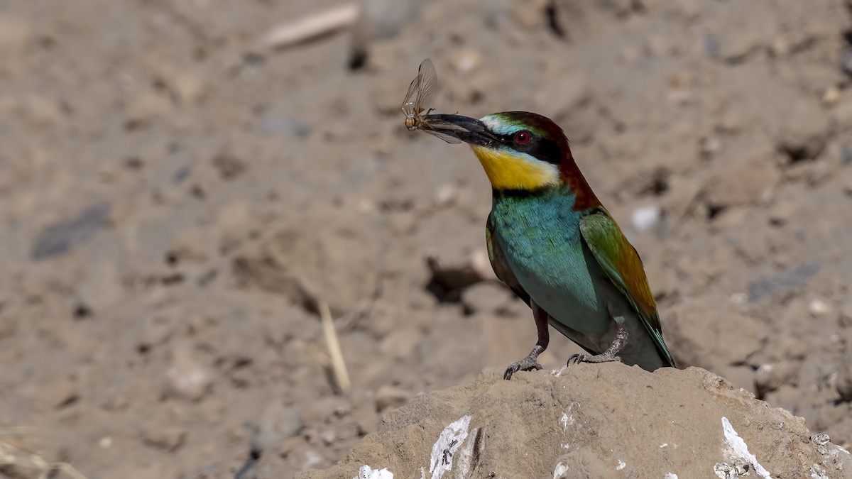 European Bee-eater - ML339340621