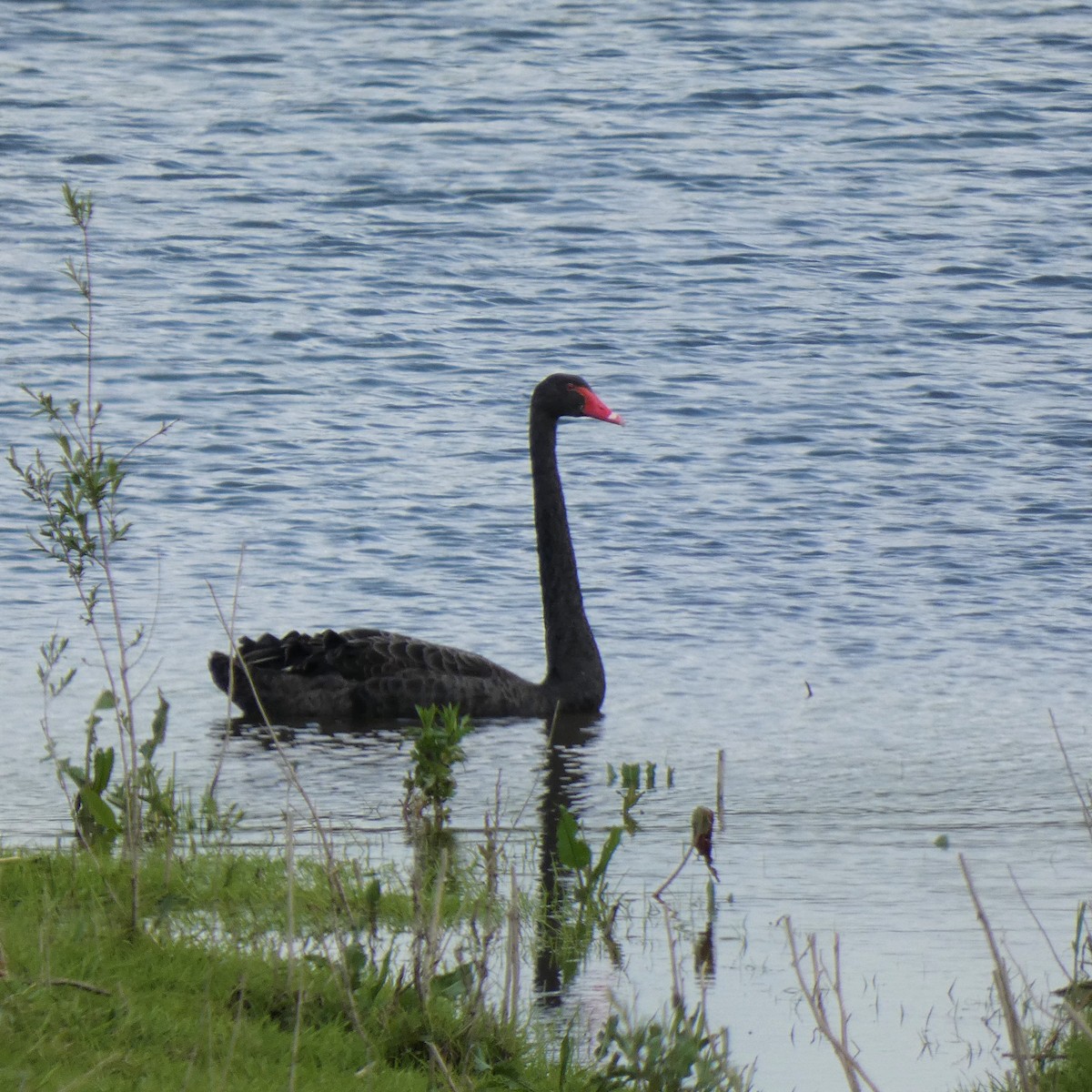 Black Swan - ML339341991