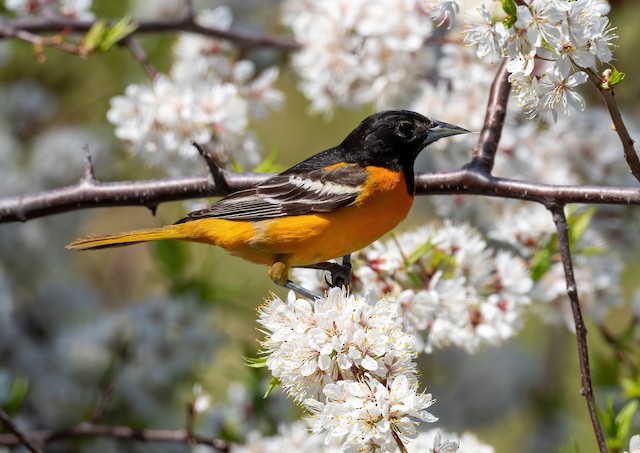 Baltimore Oriole - eBird