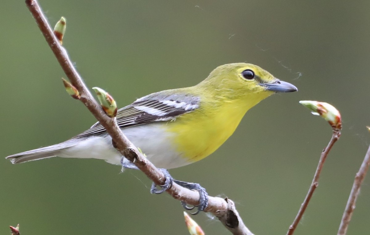 Yellow-throated Vireo - David Nicosia