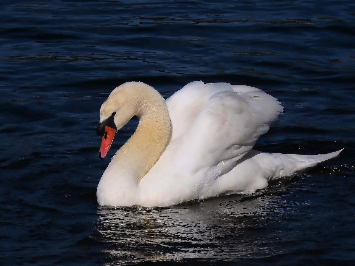 Mute Swan - Peter Lowe