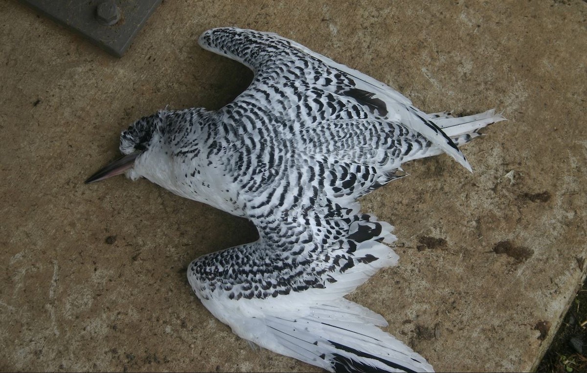 White-tailed Tropicbird - ML339355221