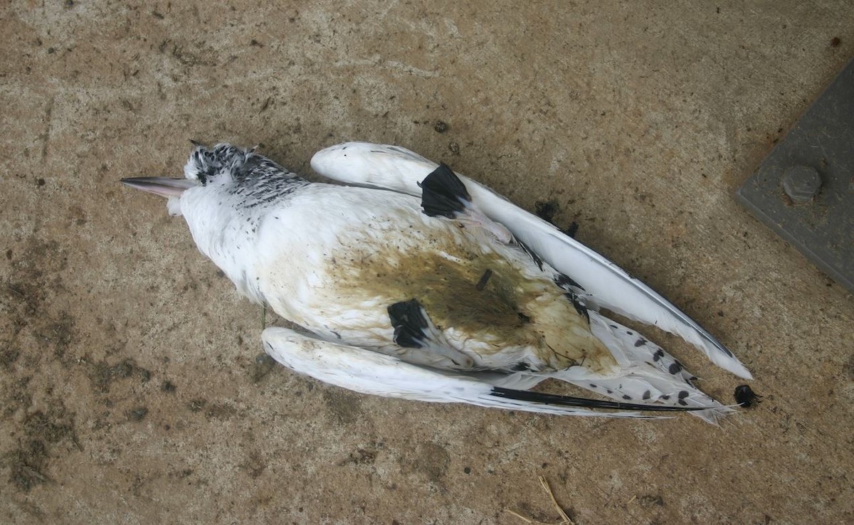 白尾熱帶鳥 - ML339355231