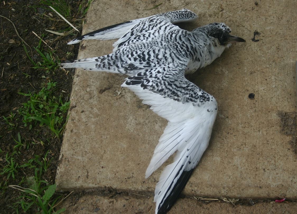 White-tailed Tropicbird - ML339355251