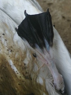 White-tailed Tropicbird, ML339355281