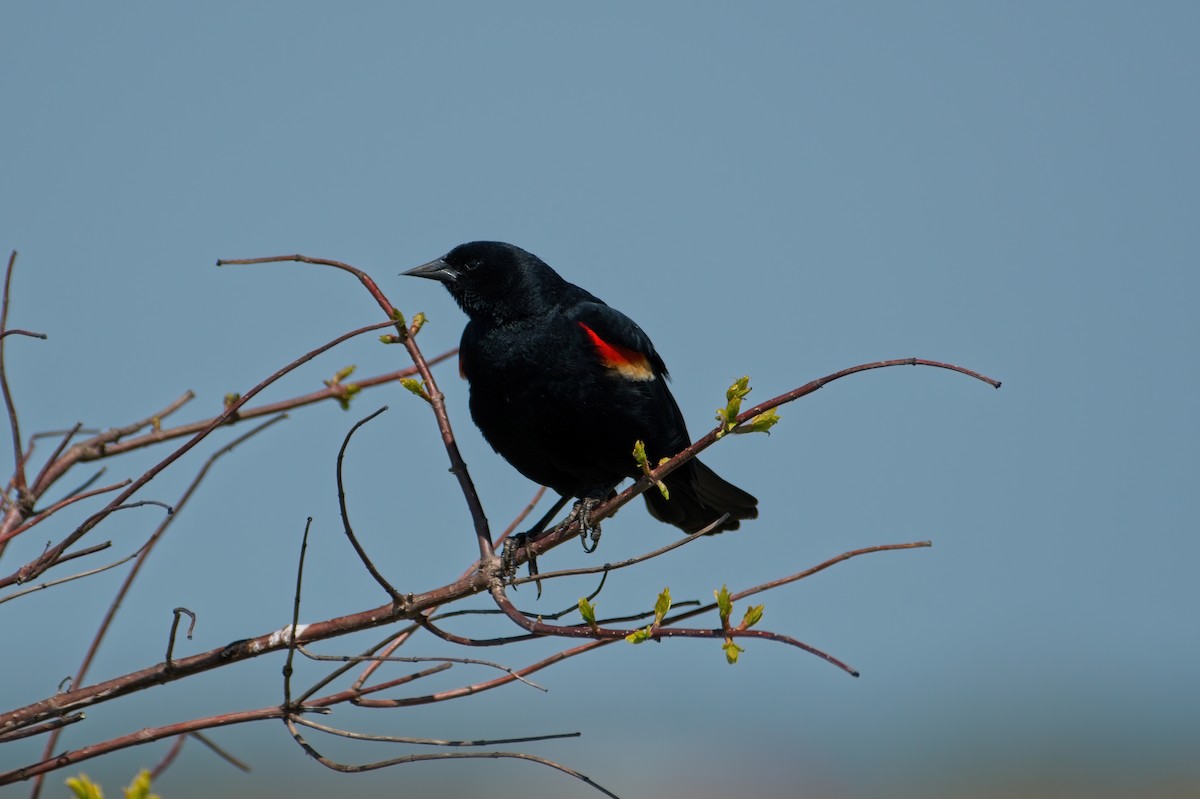 Red-winged Blackbird - ML339367501