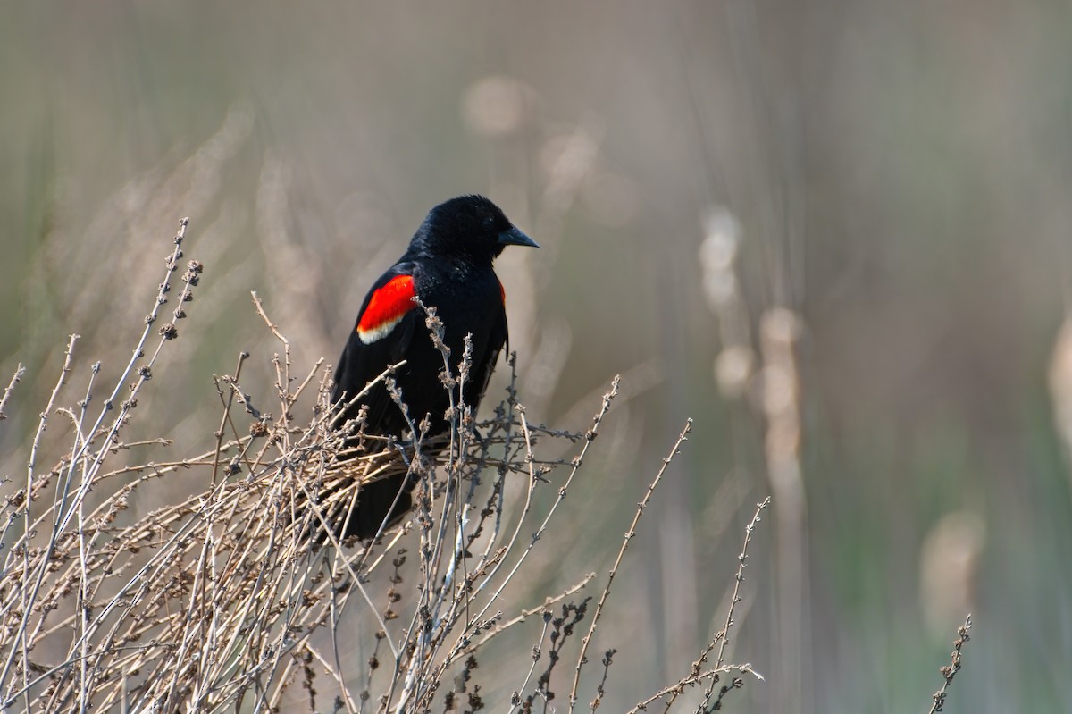 Red-winged Blackbird - ML339367511