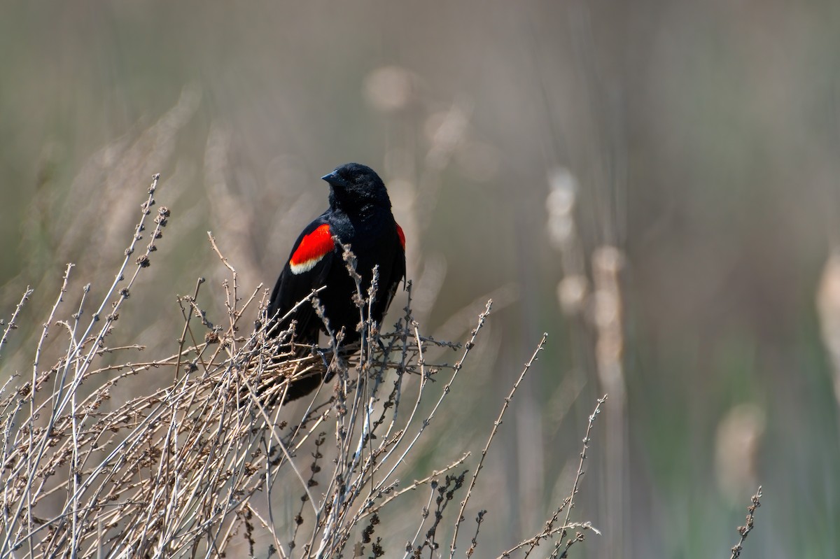 Red-winged Blackbird - Ben McGann