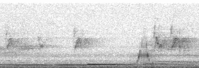 holoubek skřehotavý - ML33937