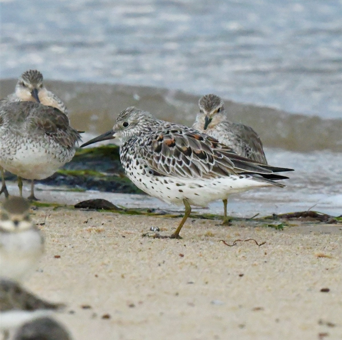 Great Knot - ML339374541