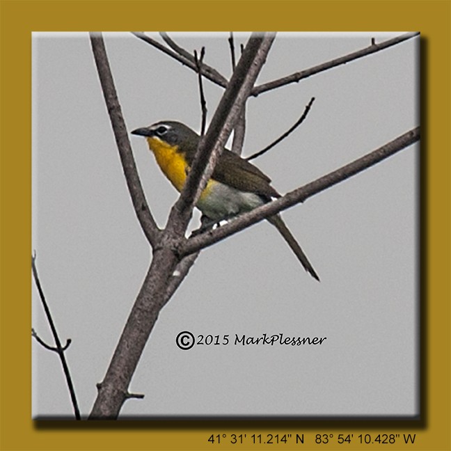 Yellow-breasted Chat - Mark Plessner