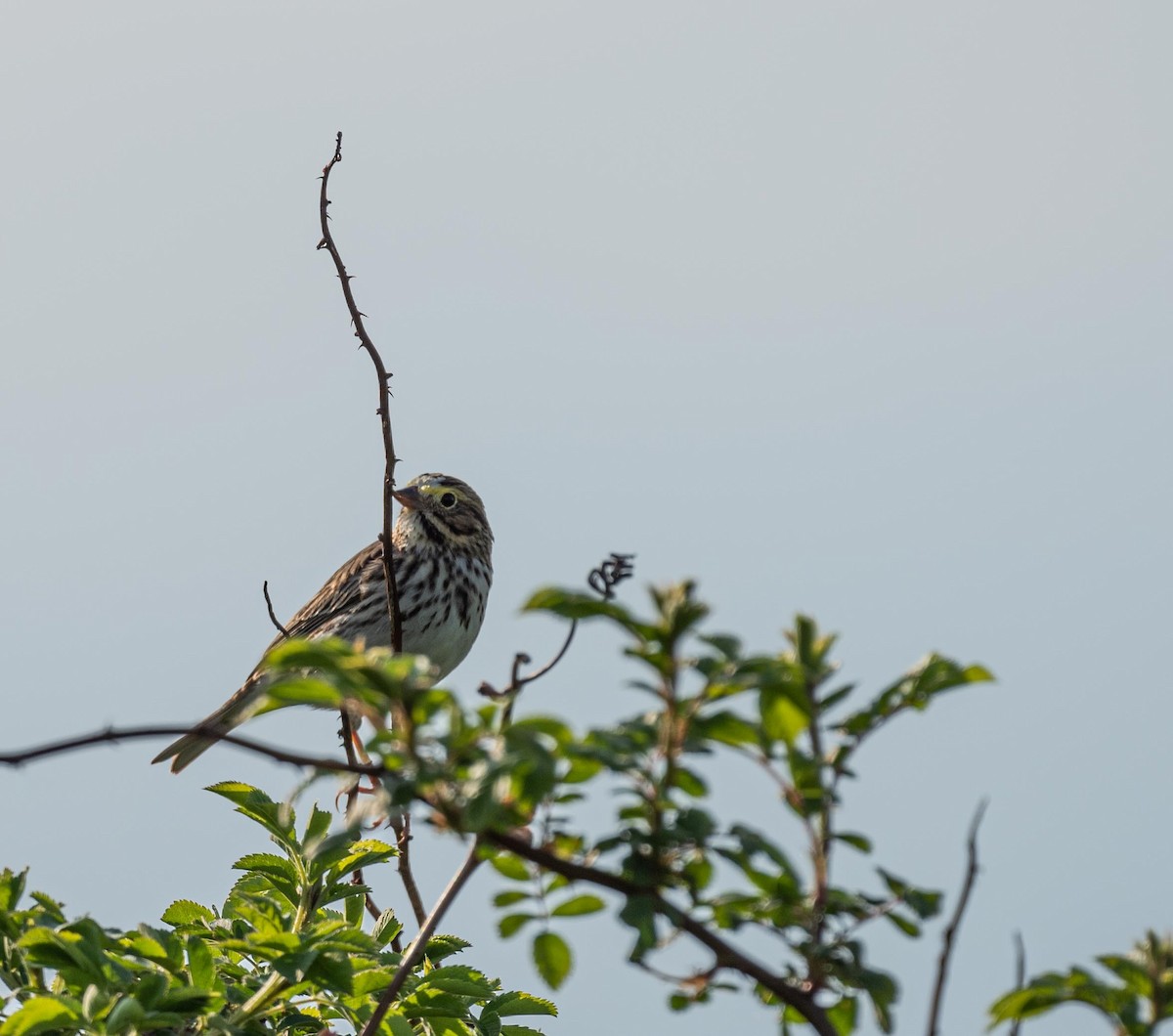 Savannah Sparrow - ML339381351