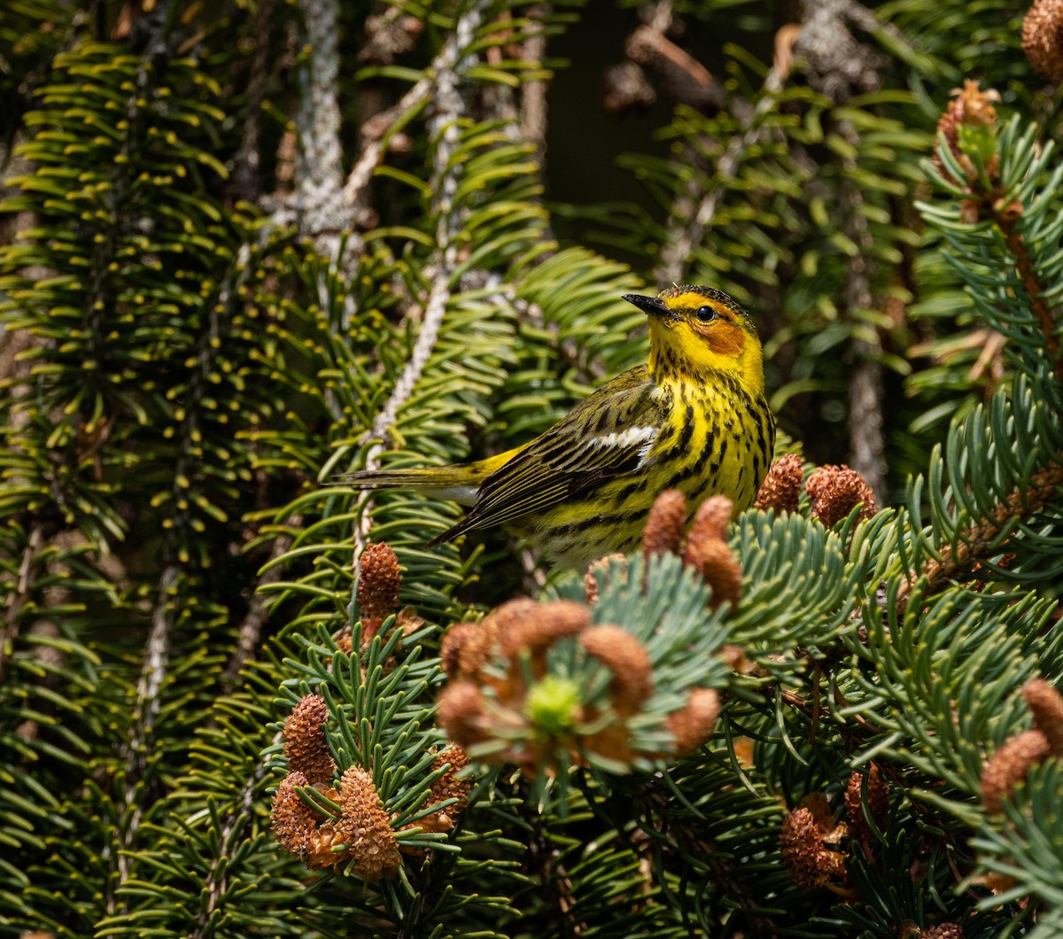 Cape May Warbler - ML339381511