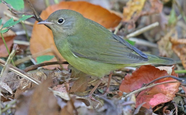 Formative male Connecticut Warbler - Connecticut Warbler - 