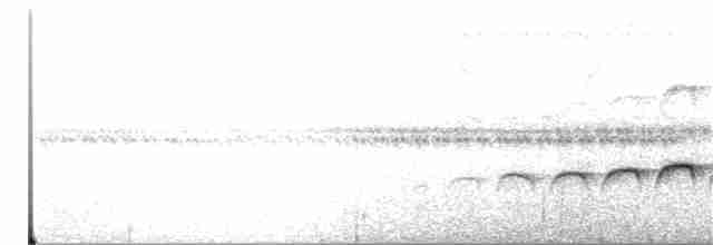 Large-tailed Antshrike - ML33939281