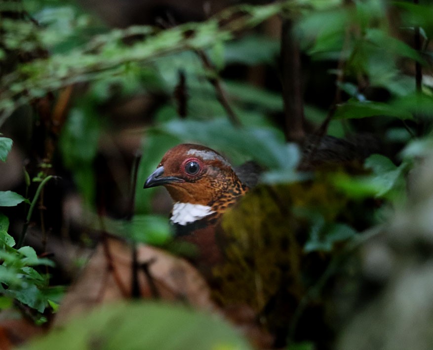 Chestnut-breasted Partridge - ML339393061