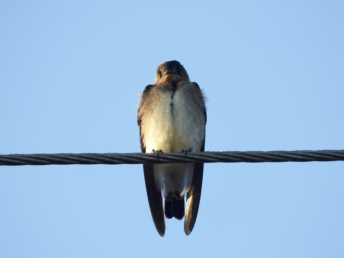 Southern Rough-winged Swallow - ML339393451