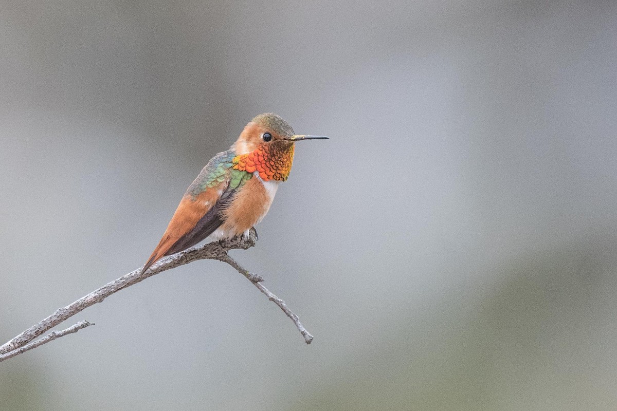 Allen's Hummingbird - Susan Teefy