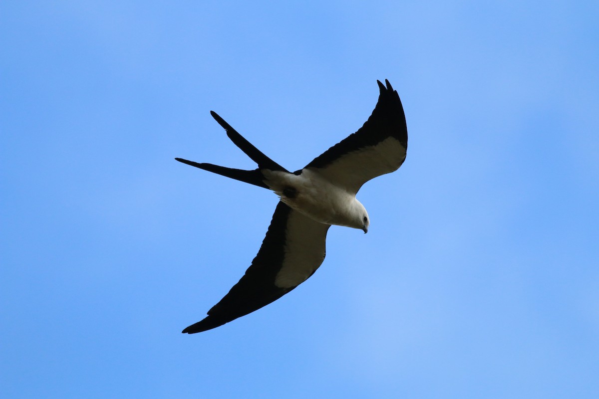 Swallow-tailed Kite - Oliver Burton