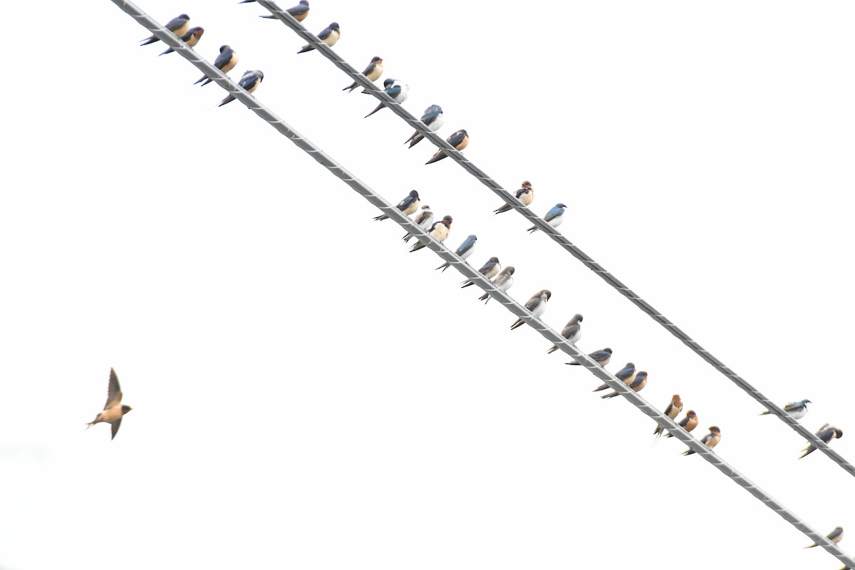 Barn Swallow (American) - Joe Girgente
