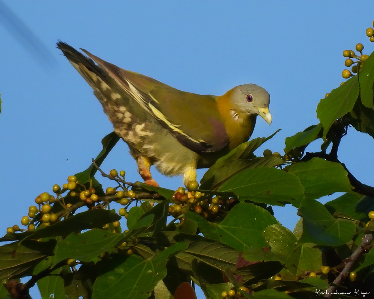 Yellow-footed Green-Pigeon - ML339419911