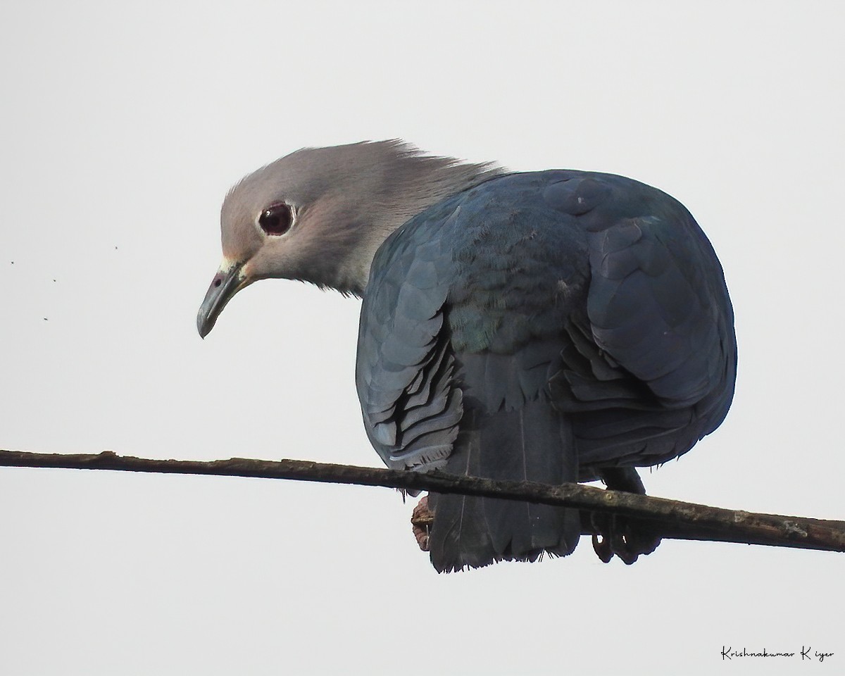 Green Imperial-Pigeon - ML339420281