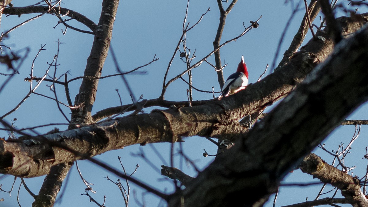 Red-headed Woodpecker - Todd Kiraly