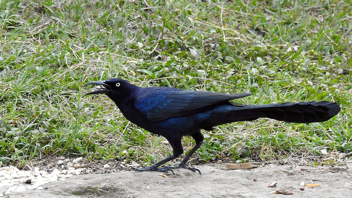 Great-tailed Grackle - ML339429981