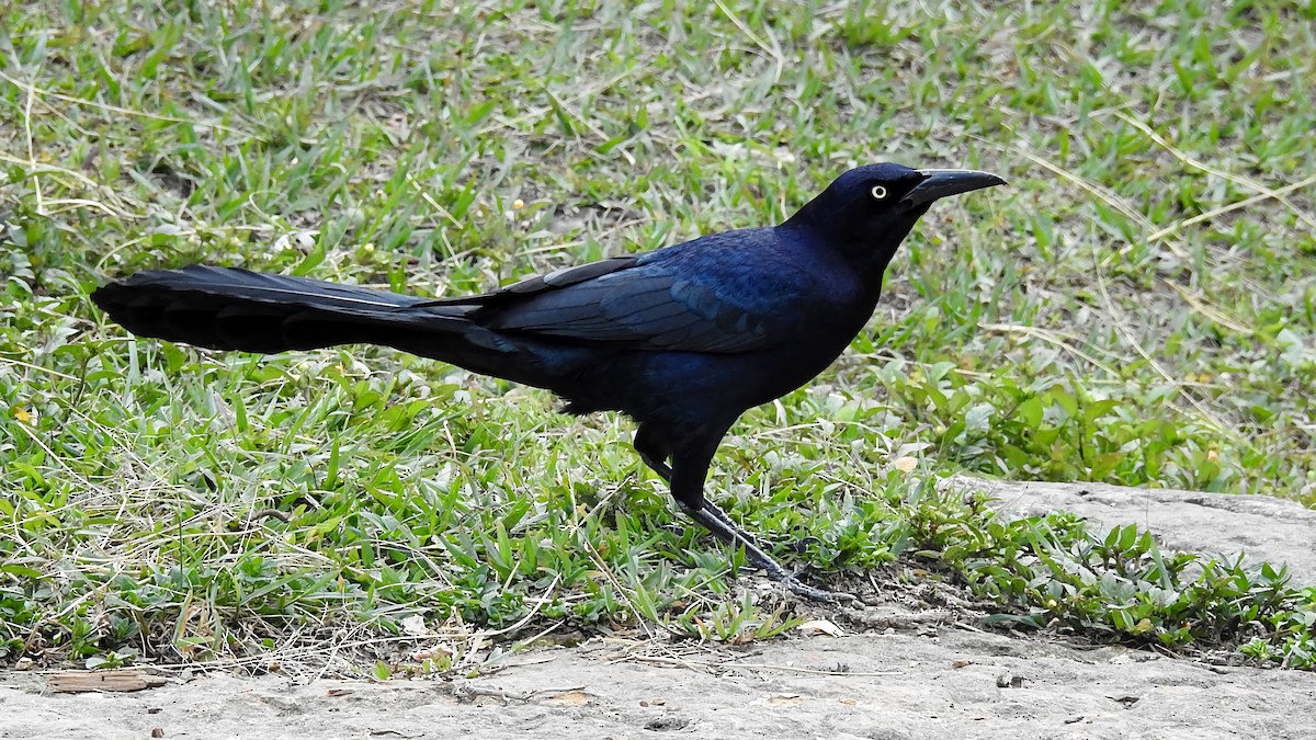 Great-tailed Grackle - ML339430291