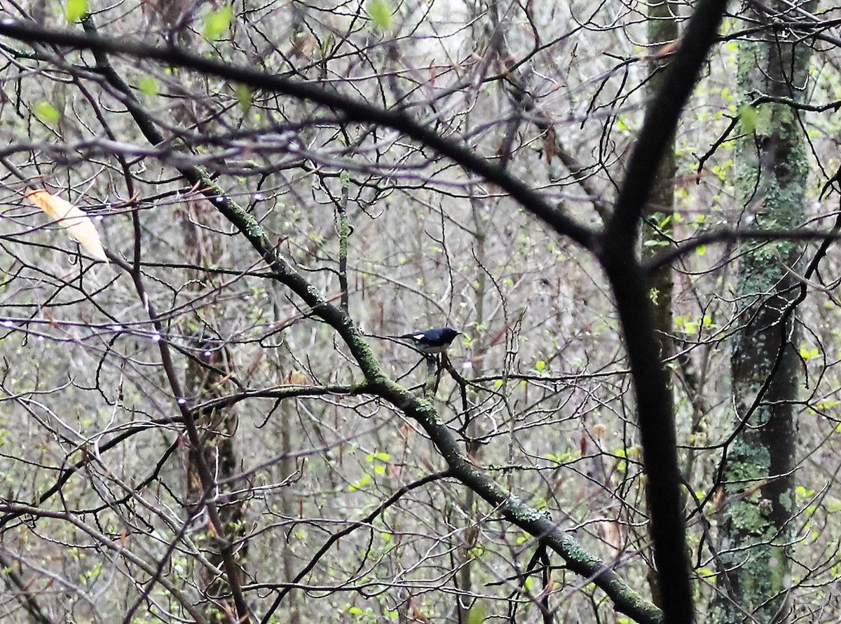 Black-throated Blue Warbler - ML33943121