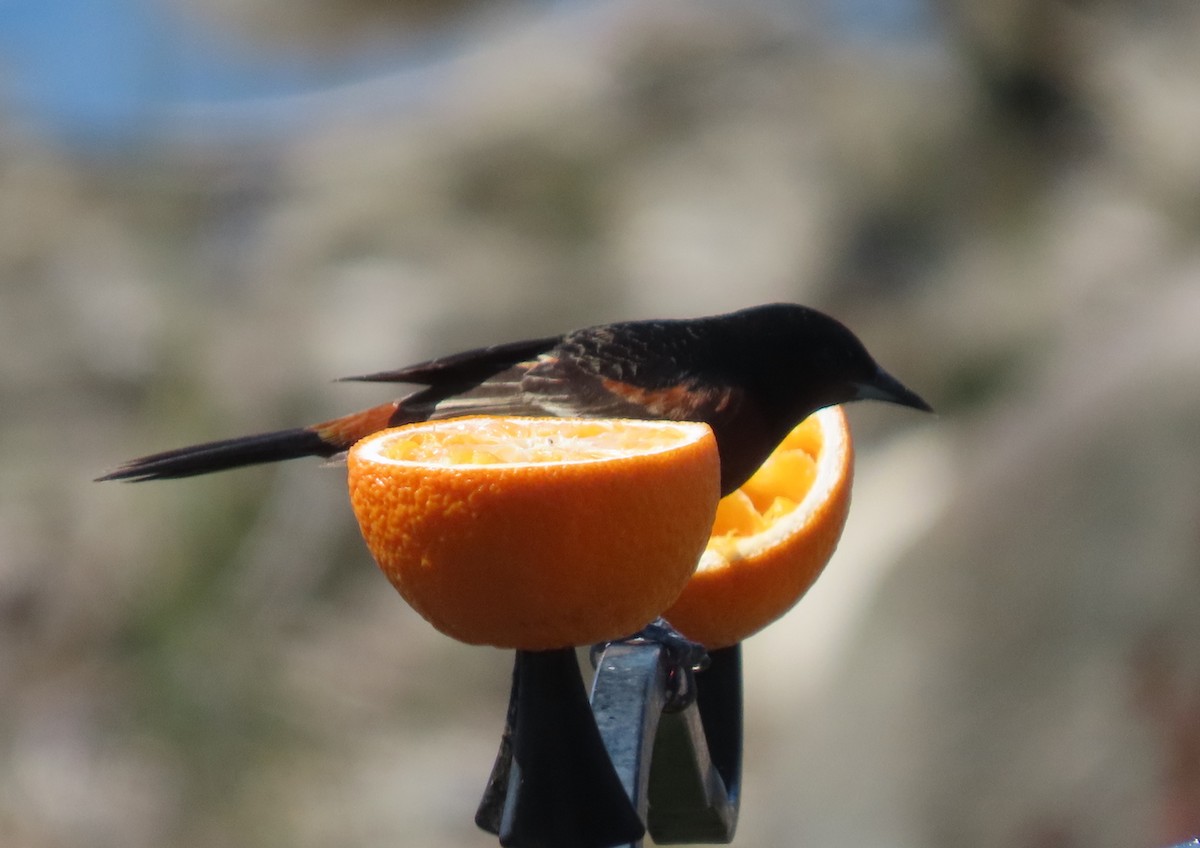 Orchard Oriole - ML339434111