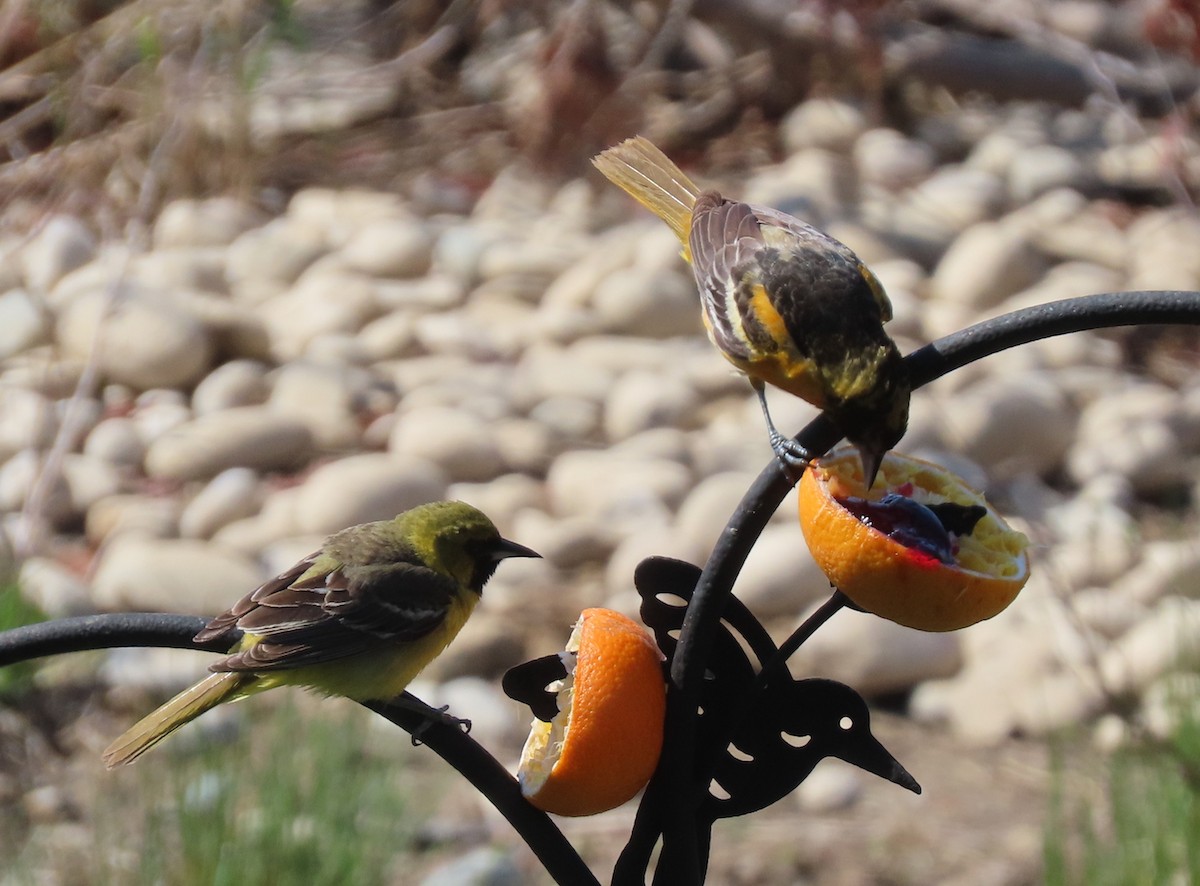 Orchard Oriole - ML339434141
