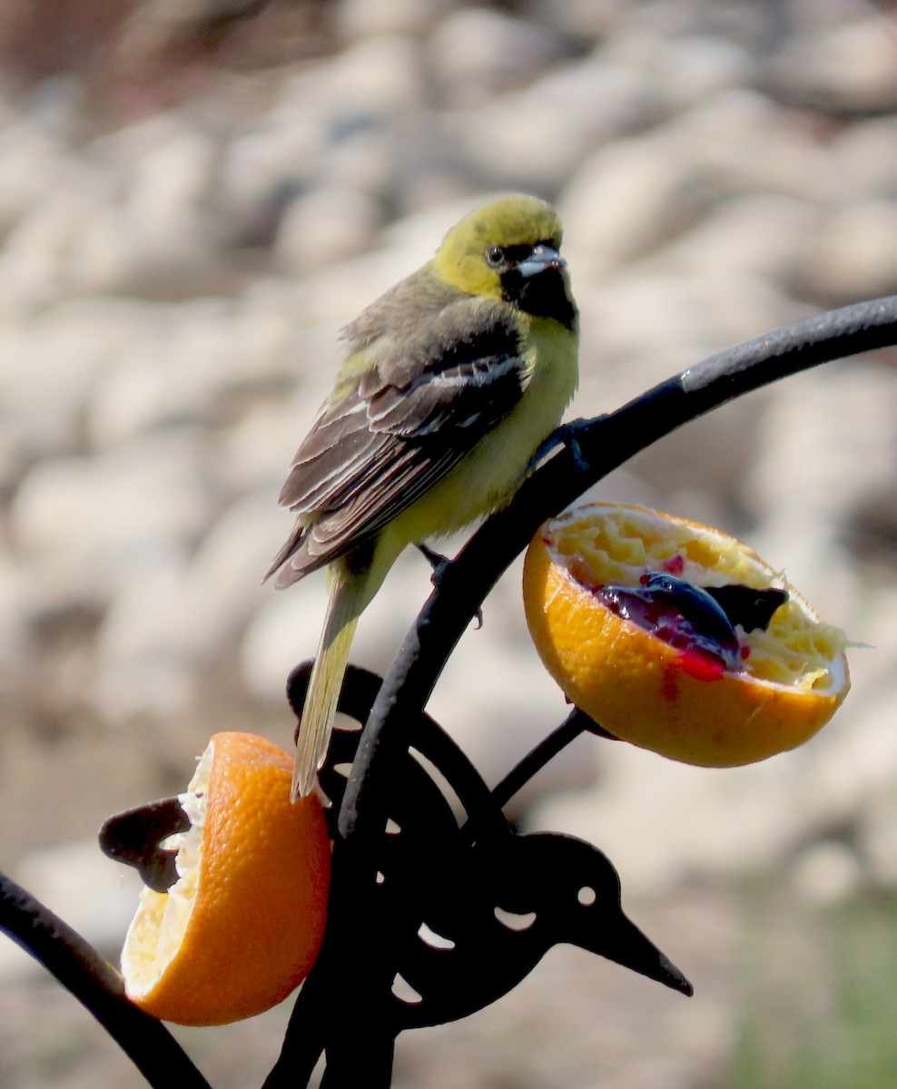Orchard Oriole - ML339434171