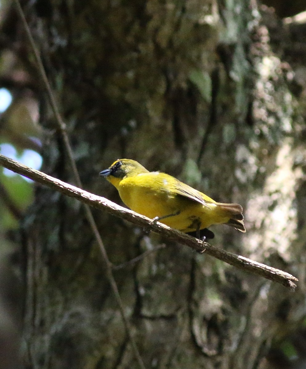 Thick-billed Euphonia (Black-tailed) - ML33943661