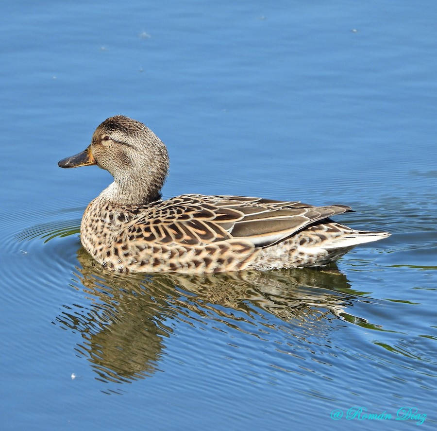 Mallard x Green-winged Teal (hybrid) - eBird