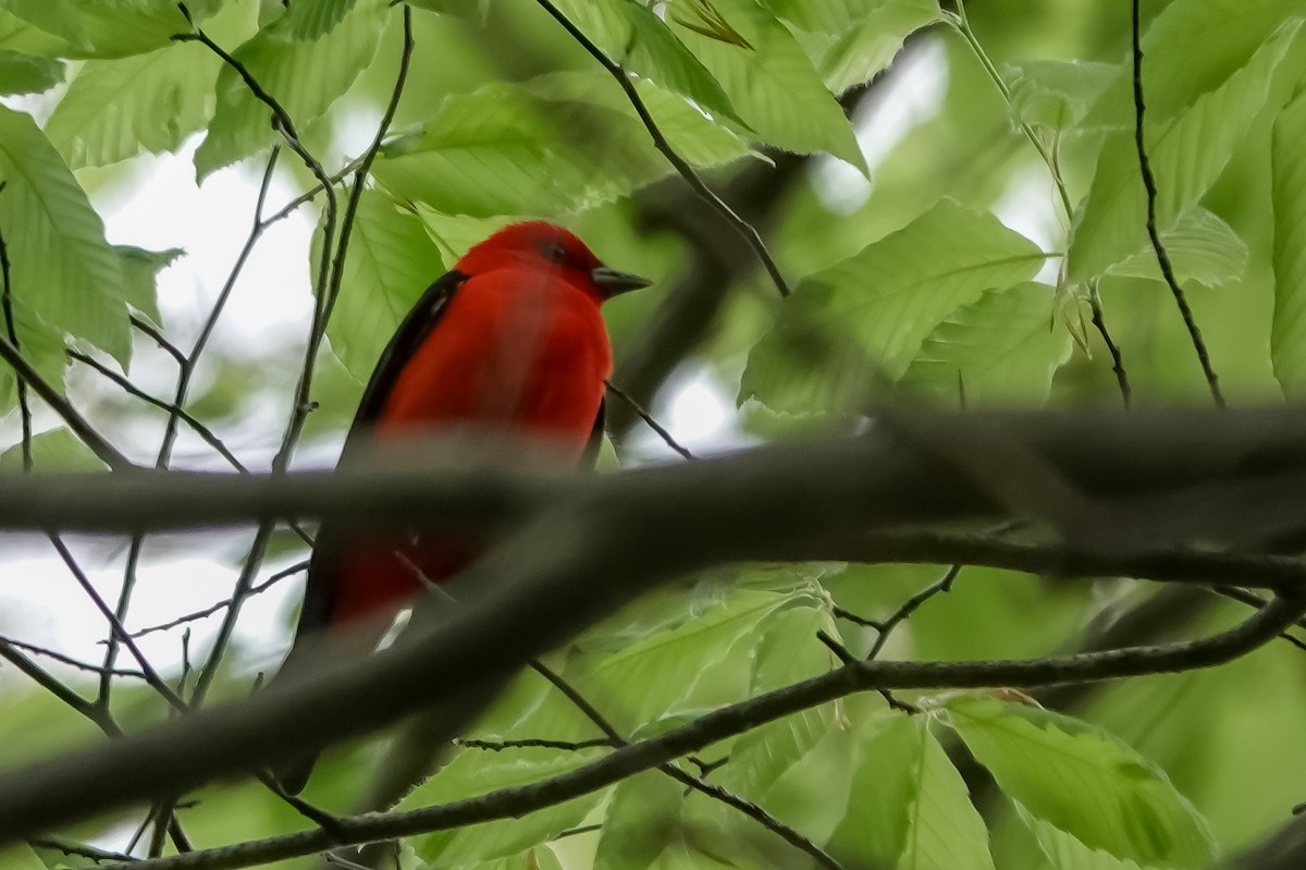 Scarlet Tanager - ML339442751