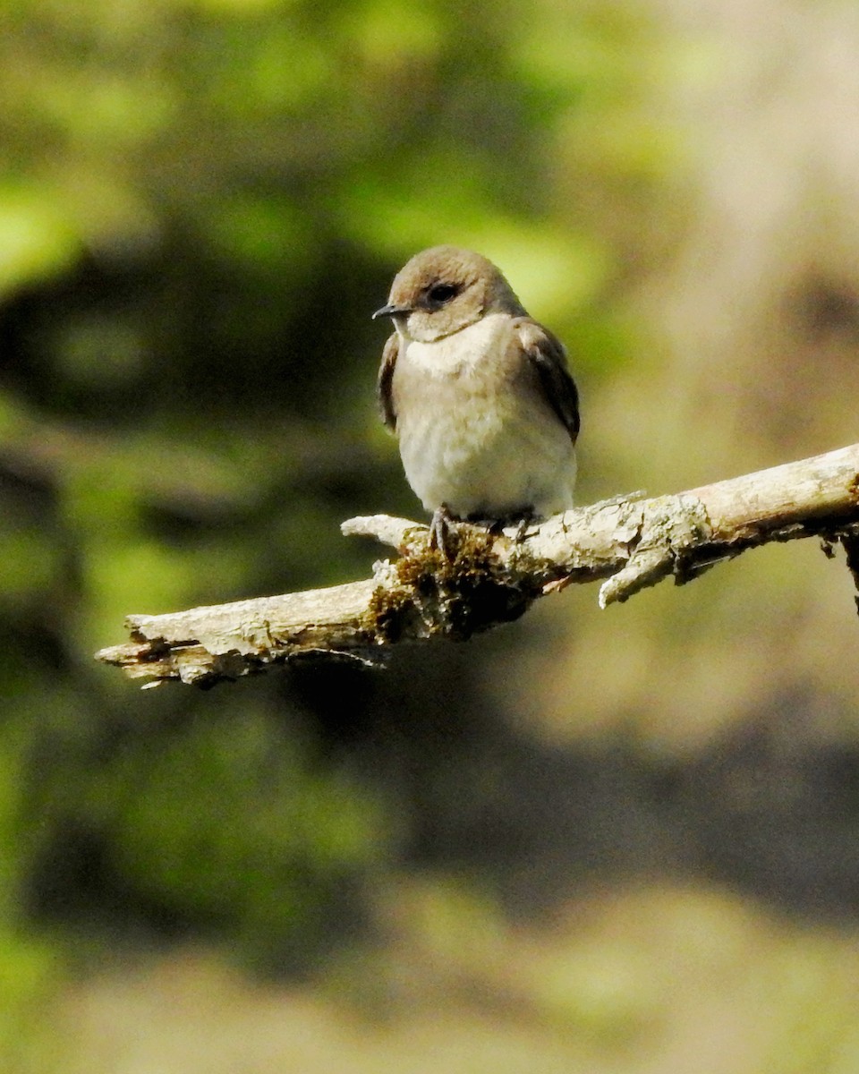 Northern Rough-winged Swallow - ML339444461