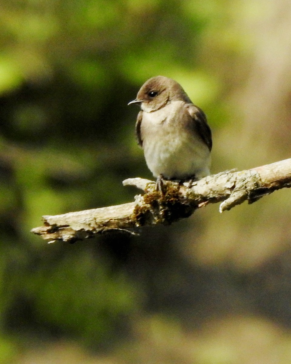 Northern Rough-winged Swallow - ML339444501