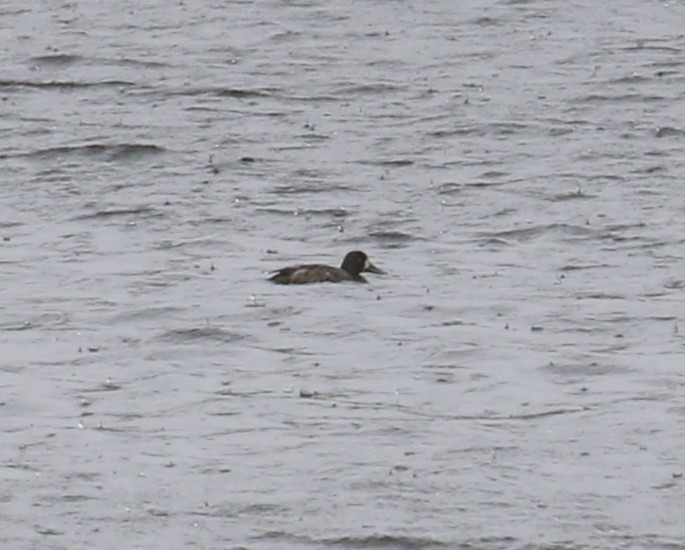 Greater Scaup - ML339444991