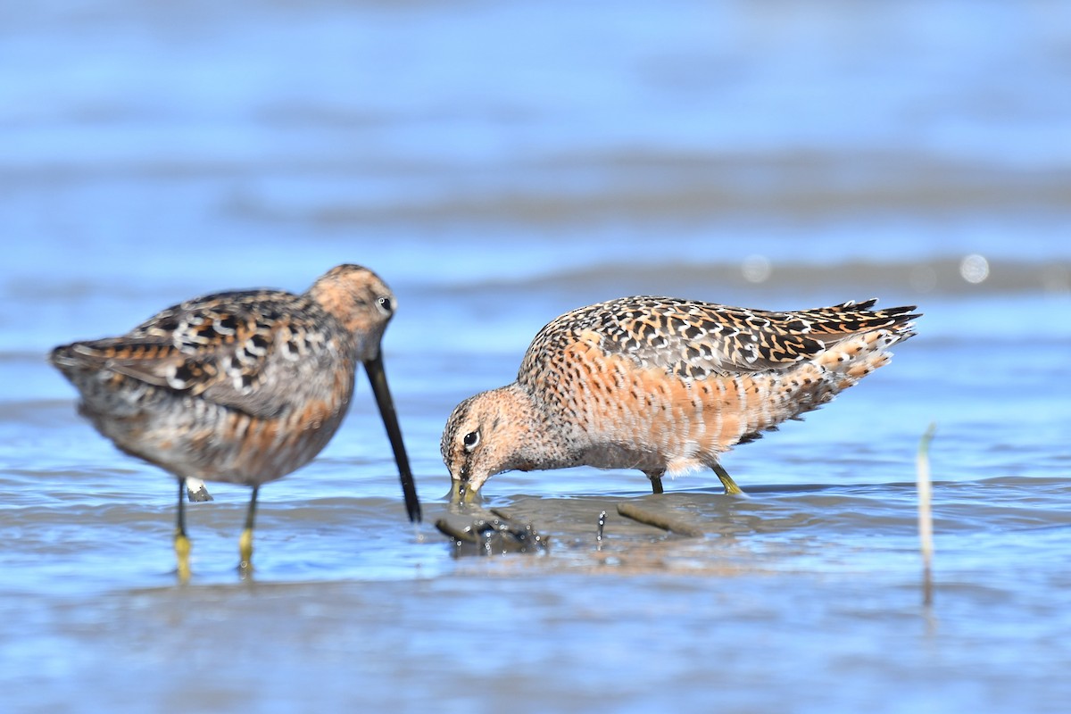 Long-billed Dowitcher - ML339446031